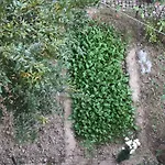 The Oasis Srinagar