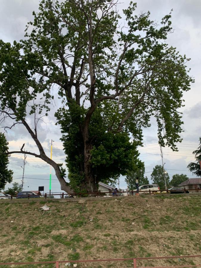 Messiah's Ark * Srinagar (Jammu and Kashmir)