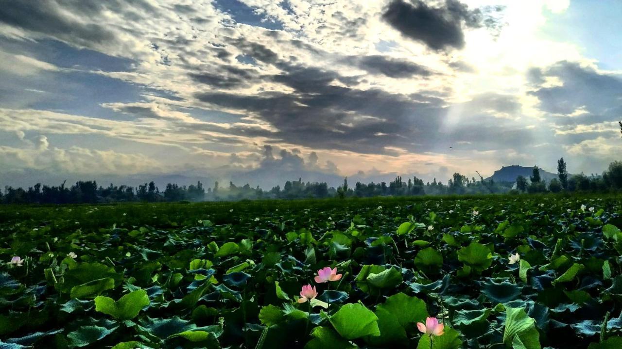 View Group Of Houseboats Srinagar (Jammu and Kashmir)