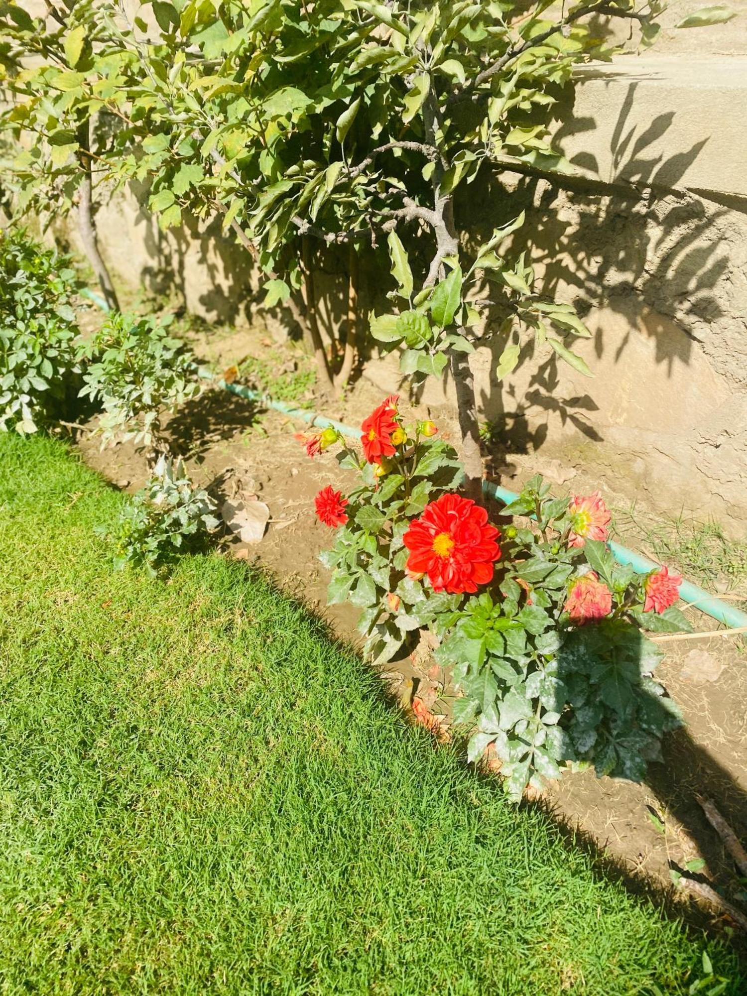 Homestay Himalayan Sun