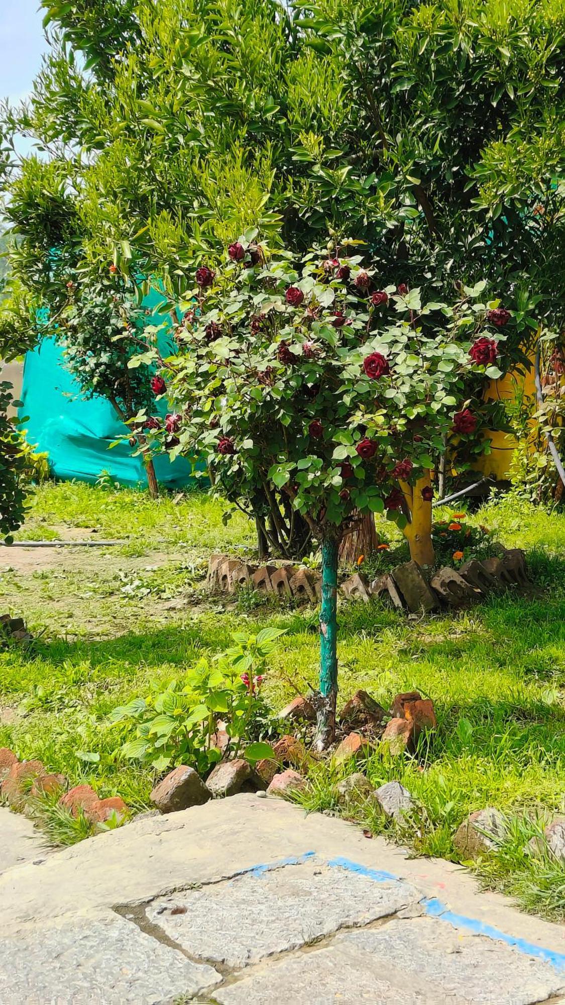 Houseboat Karima Palace Srinagar (Jammu and Kashmir)