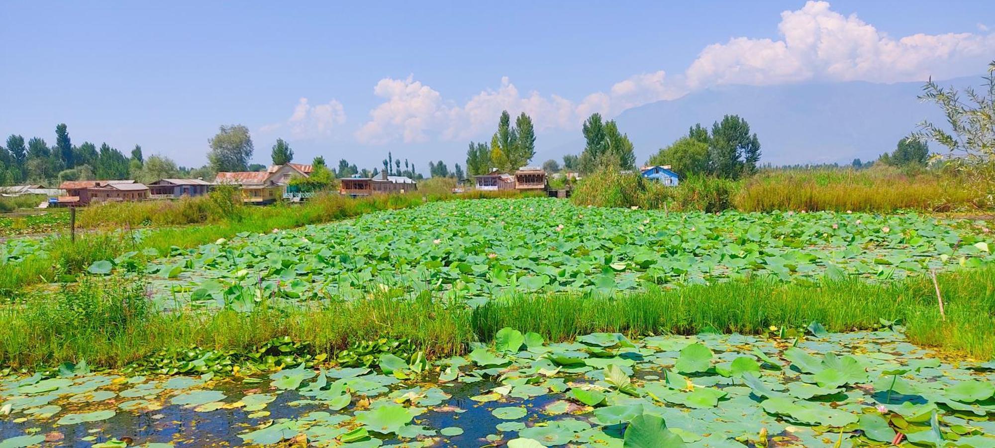 Houseboat Wild Rose Hotel Srinagar (Jammu and Kashmir)