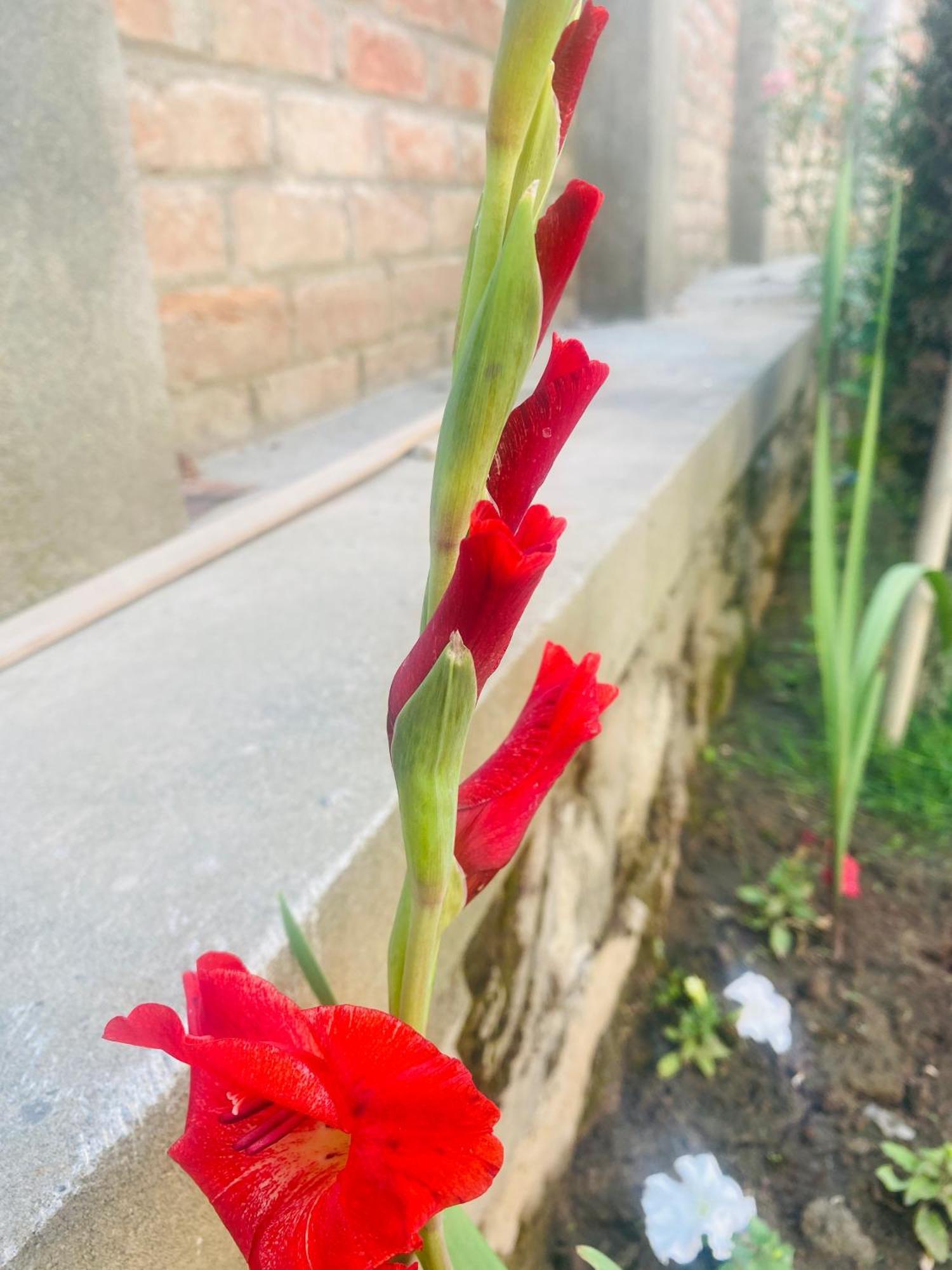 Himalayan Sun Homestay Srinagar (Jammu and Kashmir)