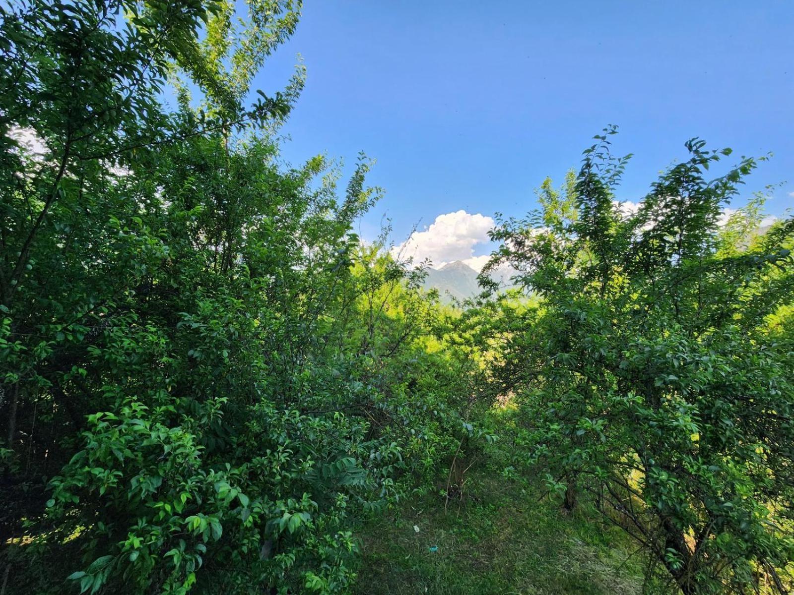 New Orchard Homestay * Srinagar (Jammu and Kashmir)