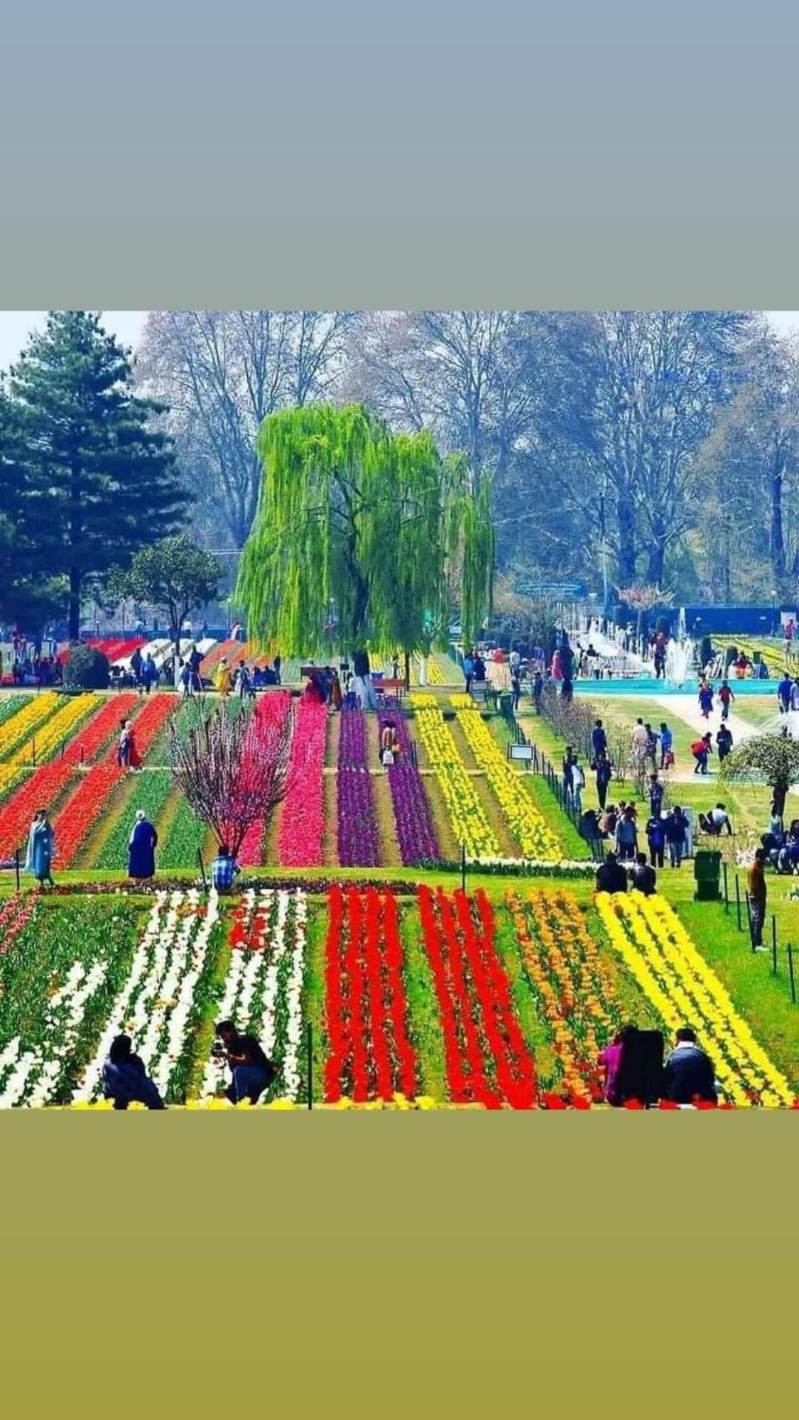 Kashmir *