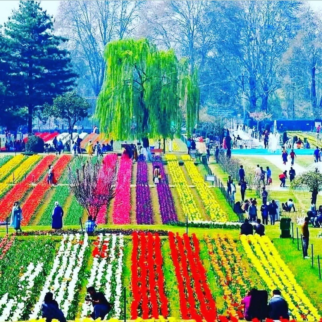 Kashmir Srinagar (Jammu and Kashmir)
