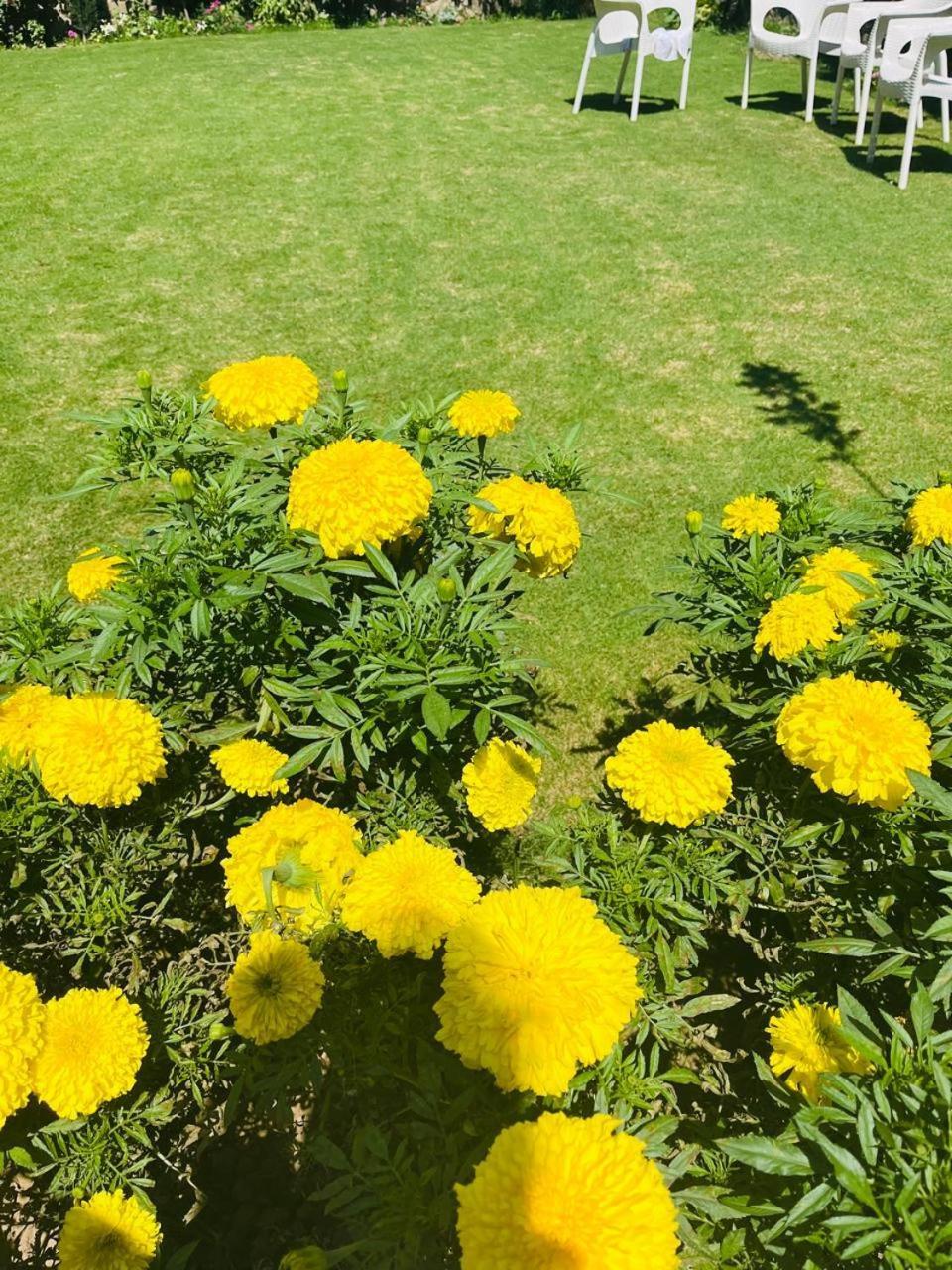 Himalayan Sun * Srinagar (Jammu and Kashmir)