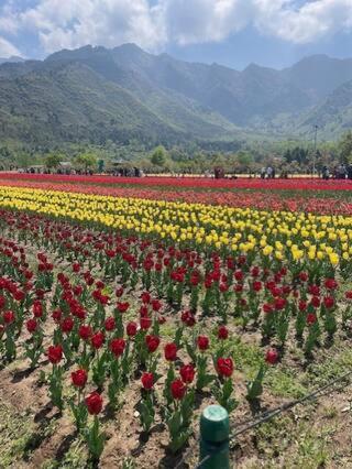 Sahil View Lodge Srinagar (Jammu and Kashmir)