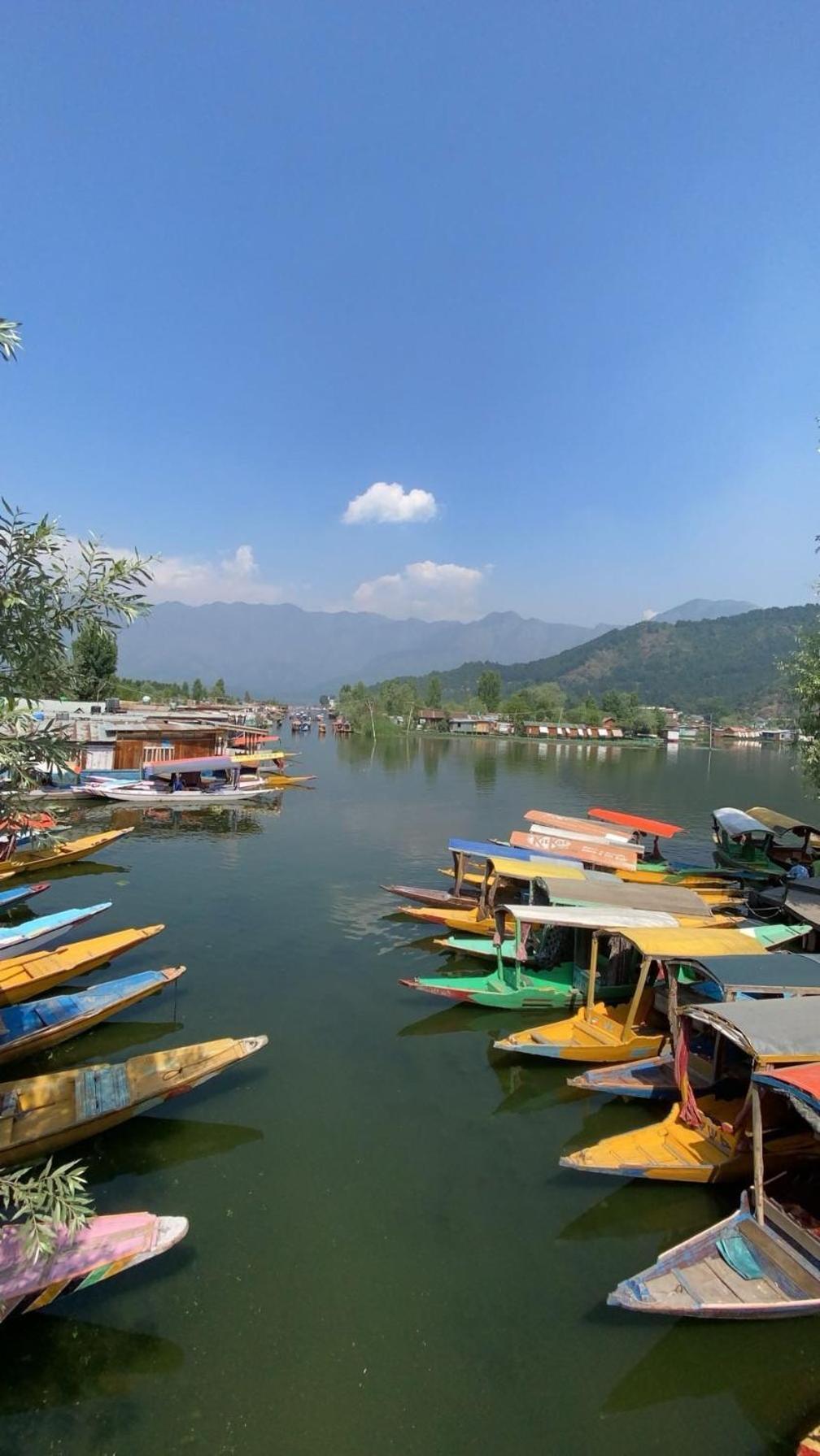 Tree Of Life Srinagar (Jammu and Kashmir)