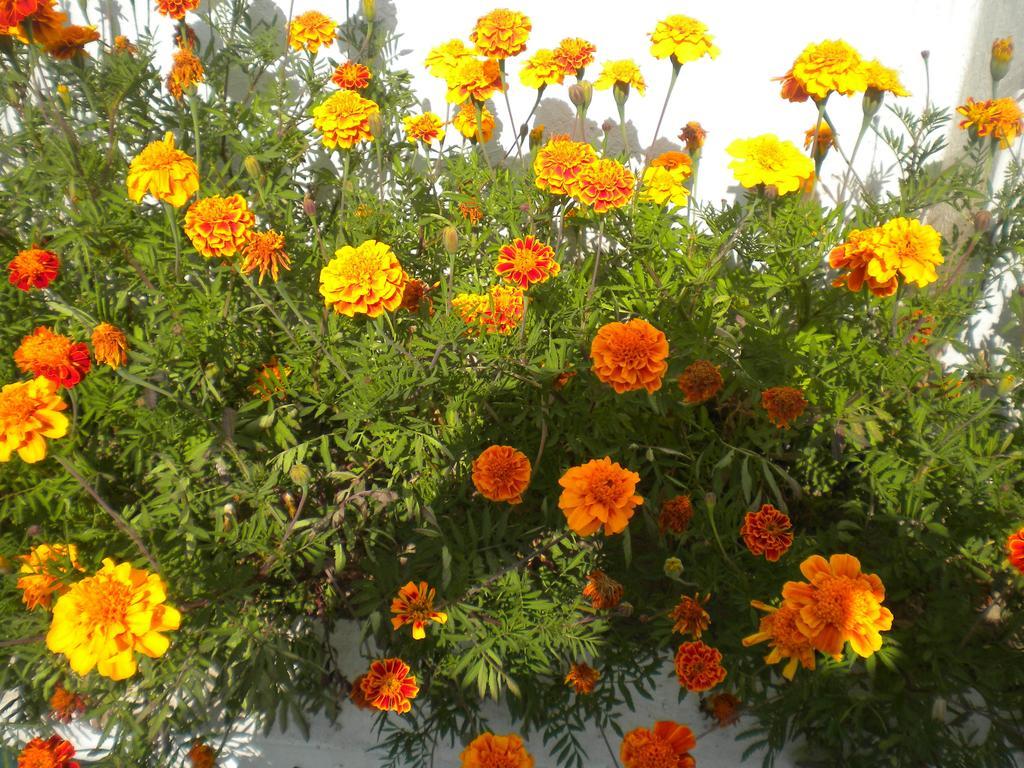 Gulab Guest house 5*