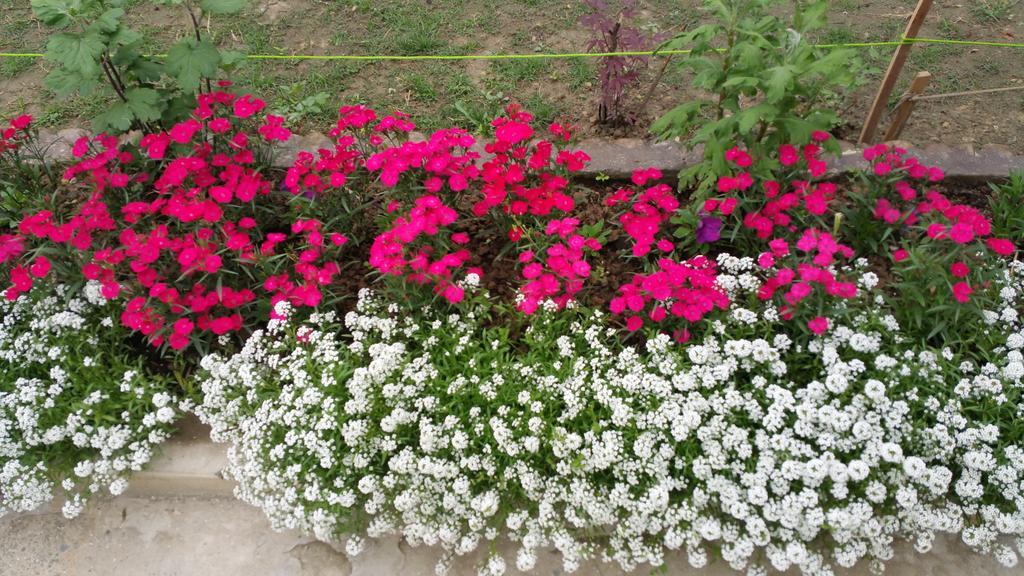 Hotel Mirage Srinagar (Jammu and Kashmir)