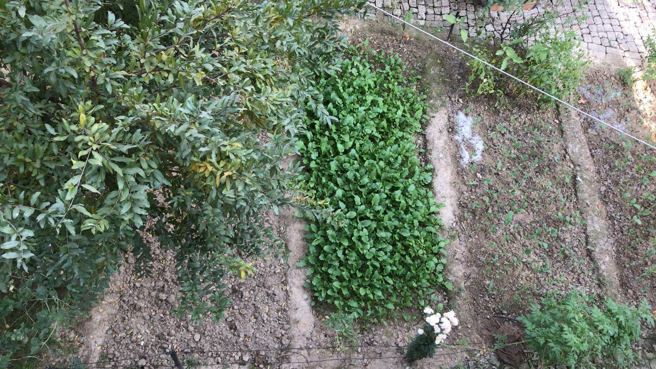 Guest house The Oasis Srinagar (Jammu and Kashmir)