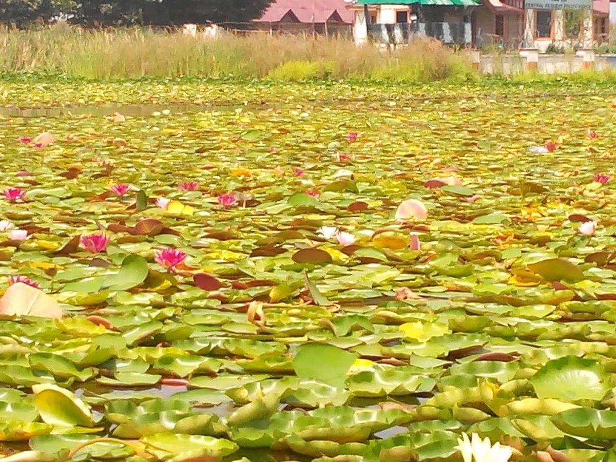 Houseboat - City Of Kashmir 2* Srinagar (Jammu and Kashmir)