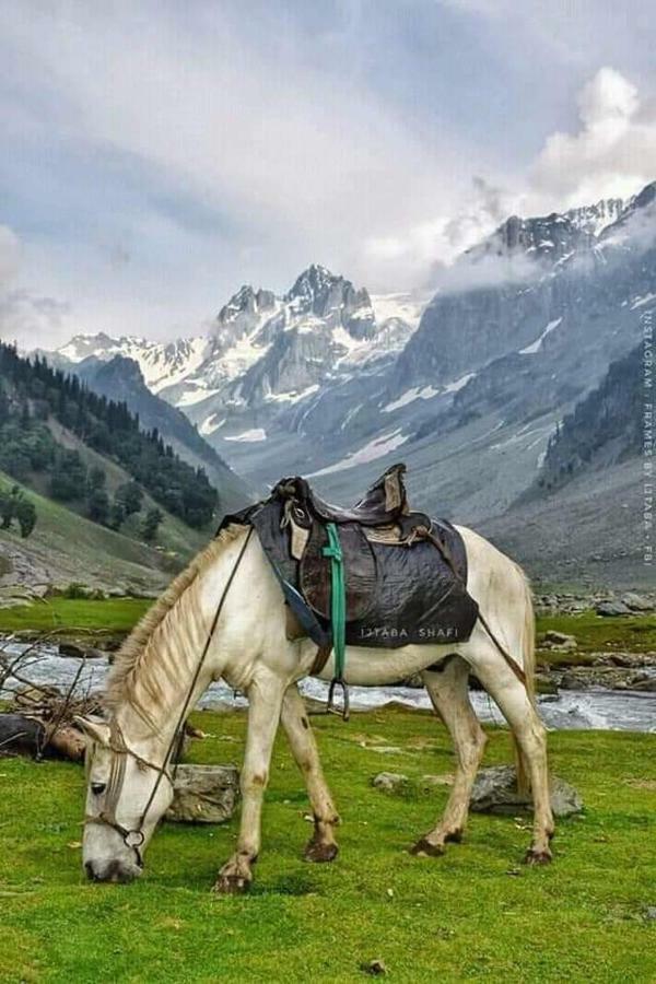 Royal Reshi * Srinagar (Jammu and Kashmir)