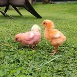 Serene Kashmir Homestay