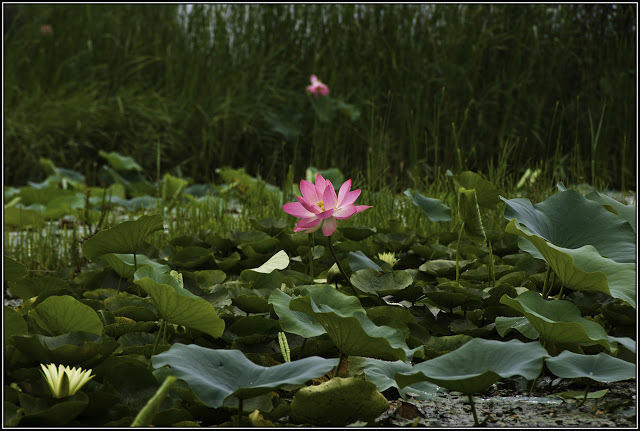 Botel Houseboat Taj Palace Srinagar (Jammu and Kashmir)