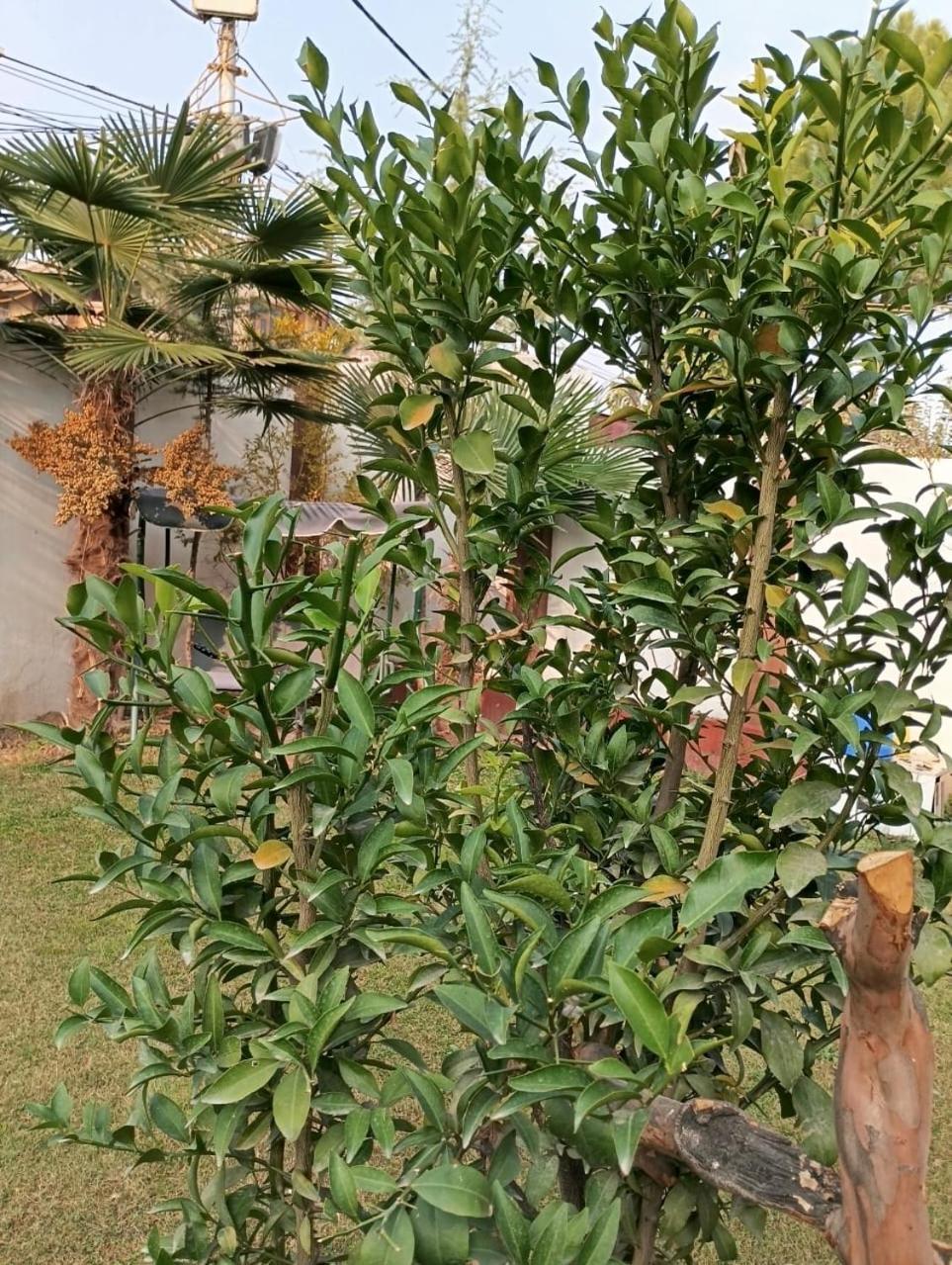 Serene Kashmir Homestay *