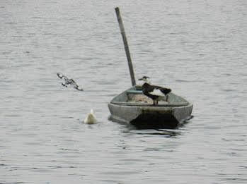 Houseboat Taj Palace *